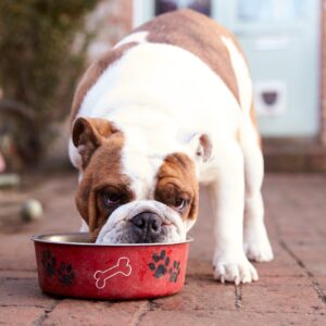 dog eating food from a bowl