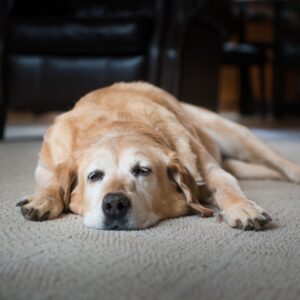 tired golden retriever