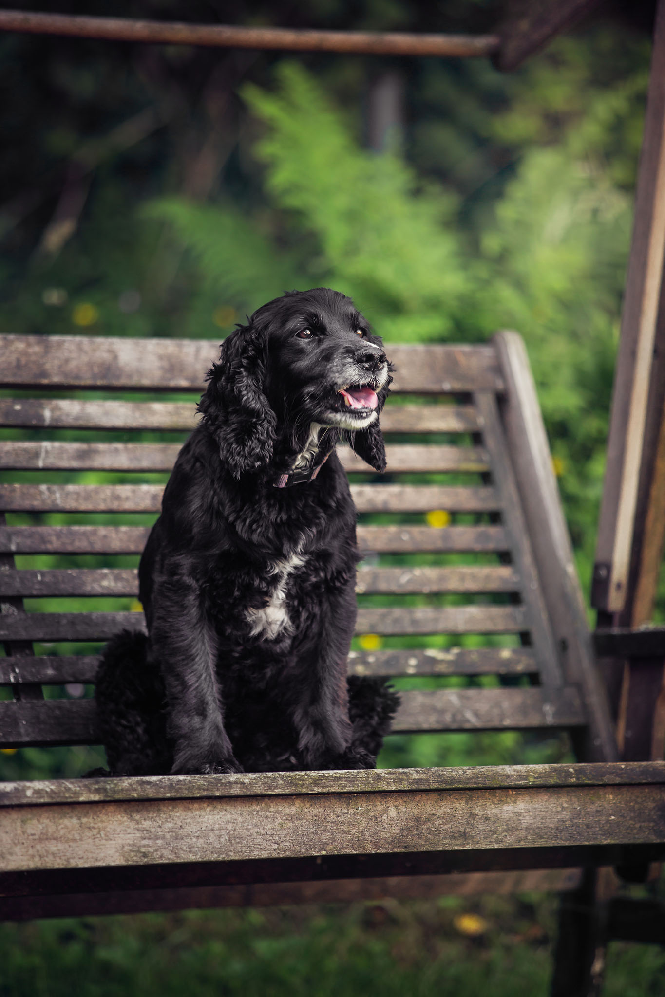 sprocker spaniel sitting on a bench
