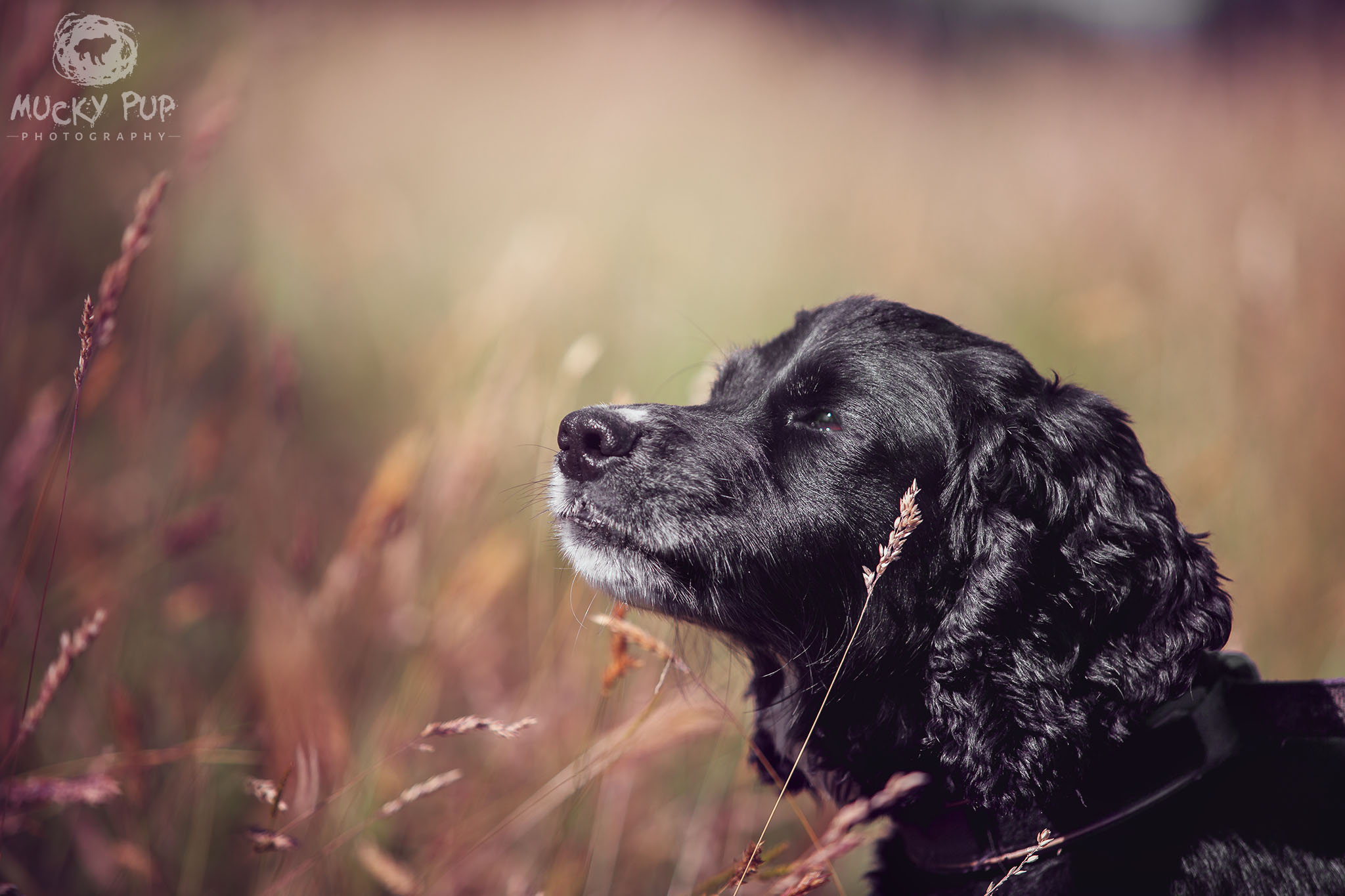 black spaniel in grass