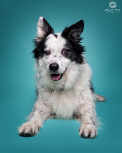 border collie