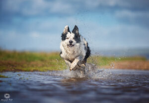border collie running through water