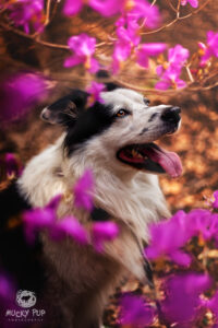 border collie amongst magnolia blossoms