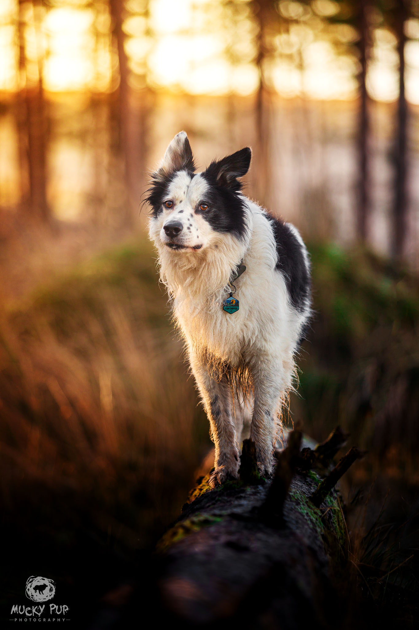 border collie standing on a log in a forest
